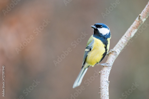 Adult Great Tit (Parus Major) posed on a branch in a British back garden in Winter. Yorkshire, UK