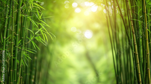 Bamboo forest background concept with empty space. 