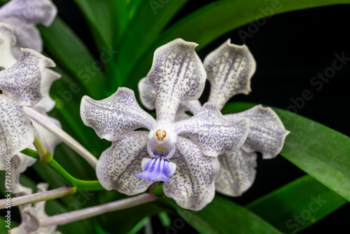 Vanda Norgard GEM orchid against a black background. Close-up view of the orchid. photo