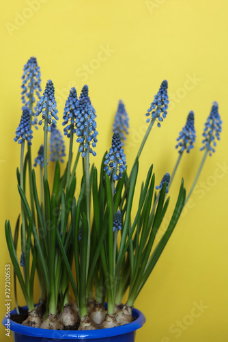 Blue grape hyacinths on a yellow background. Shallow depth of field