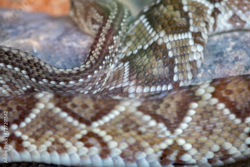 Brazilian snake portrait in closeup and selective focus