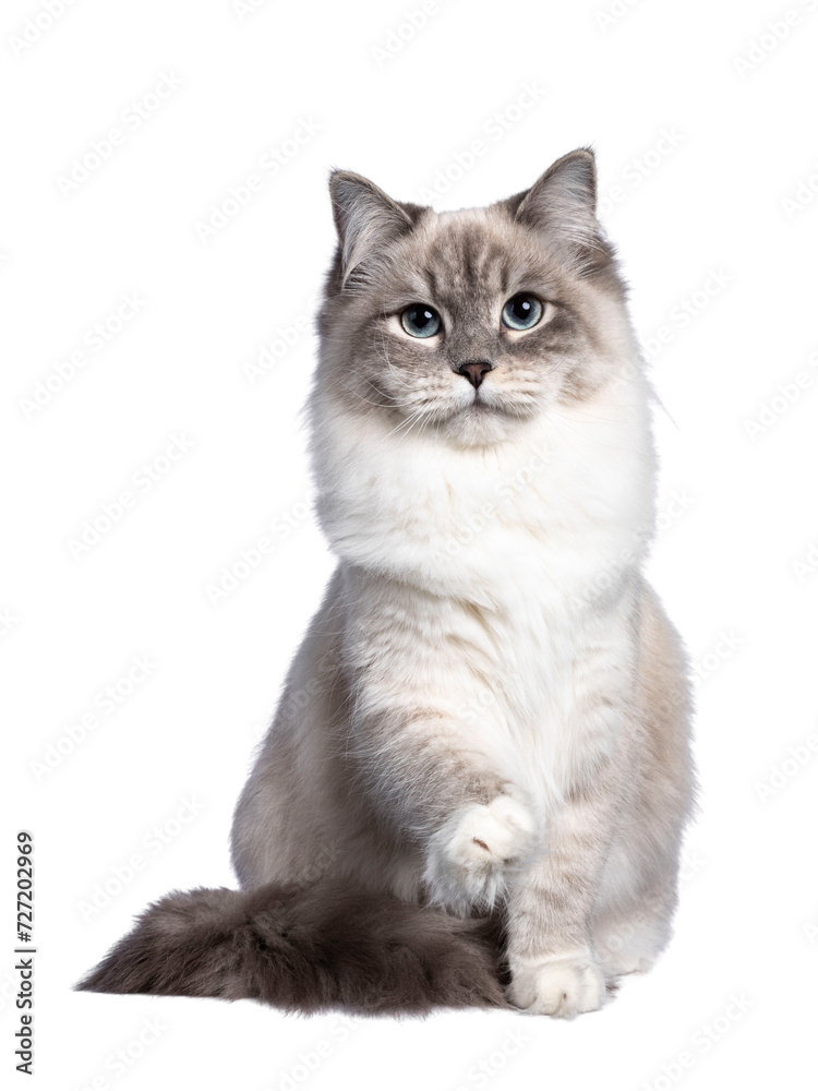Pretty Neva Masquerade cat sitting up facing front with one paw lifted. Looking straight towards camera with light blue eyes. Isolated cutout on a transparent background.