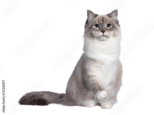 Cuadro en lienzo Pretty Neva Masquerade cat sitting up facing front with one paw lifted