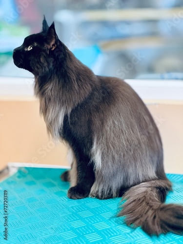 Maine coon  photo