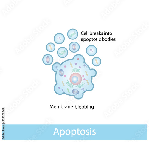 Apoptosis. Programmed cell death. Aging process in cells. Stages of apoptosis, normal cell, shrinkage, membrane blebbing, cell breaks into apoptotic bodies and phagocytosis. vector illustration.