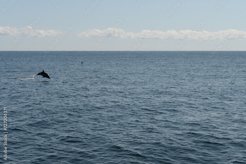 The Black Sea bottlenose dolphin hunts in the open sea