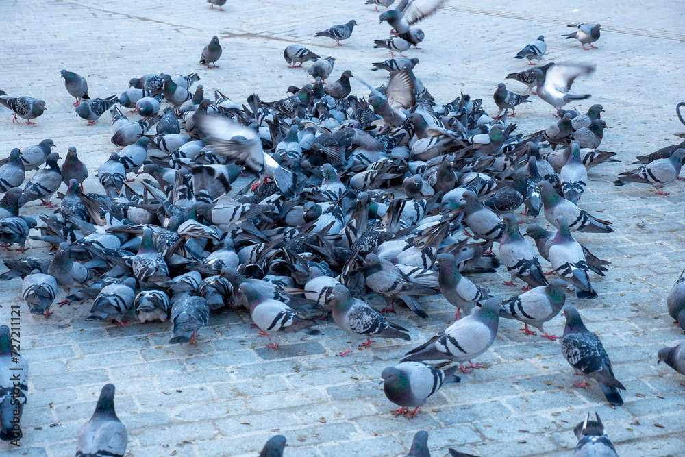 Obraz premium A large flock of pigeons are in the city square, eating the food thrown by people,