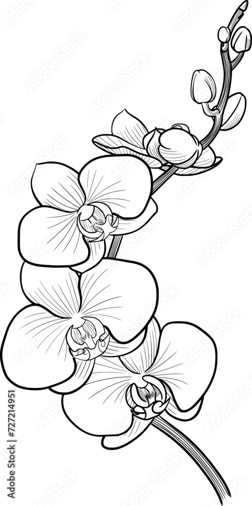 Orchid flower outline illustration isolated