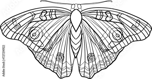 butterfly outline illustration on transparent background. Colorong book element