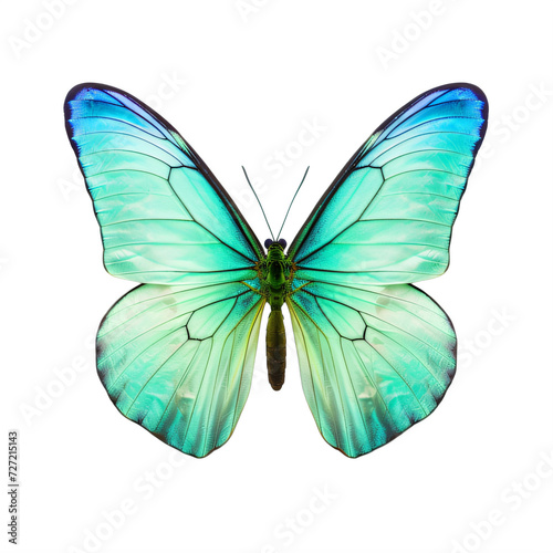 blue and green butterfly with wings spread on a transparent background png isolated © Eduardo