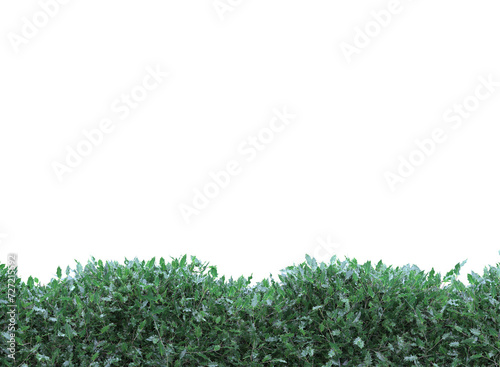 plant hedges liner and wave isolated 
