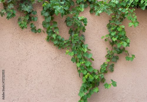 Fragment of a pink wall with a green plant in daylight