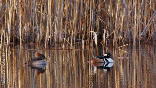The hooded merganser (Lophodytes cucullatus) is a species of fish-eating duck in the subfamily Anatinae. It is the only extant species in the genus Lophodytes. photo