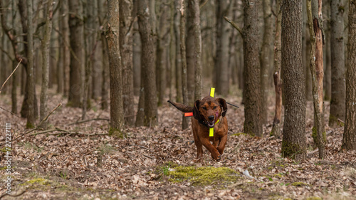 Jagdhund im Gelände