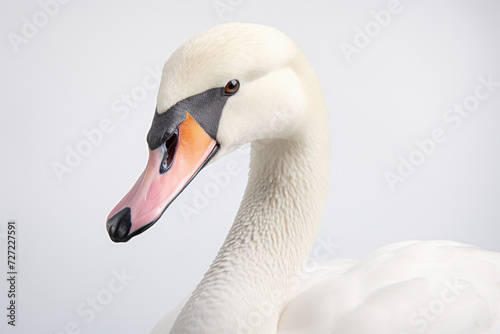 Close-up portrait of white swan on neutral background. Wildlife and nature.