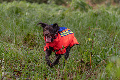 Jagdhund in Schutzweste