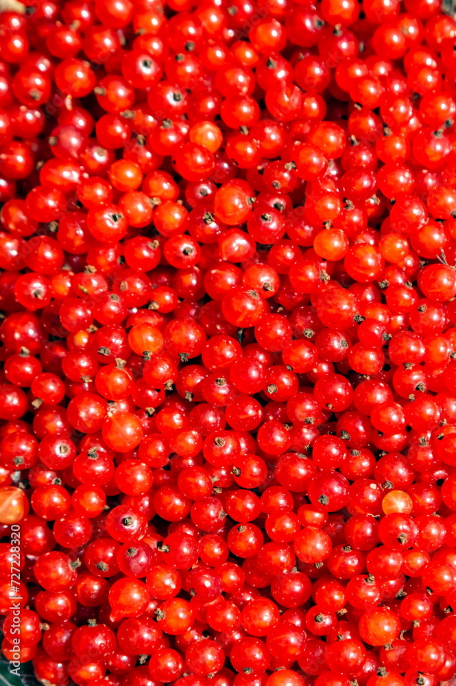 Red currant harvested from a bush close-up in summer Red currant harvested from a bush close-up in summer