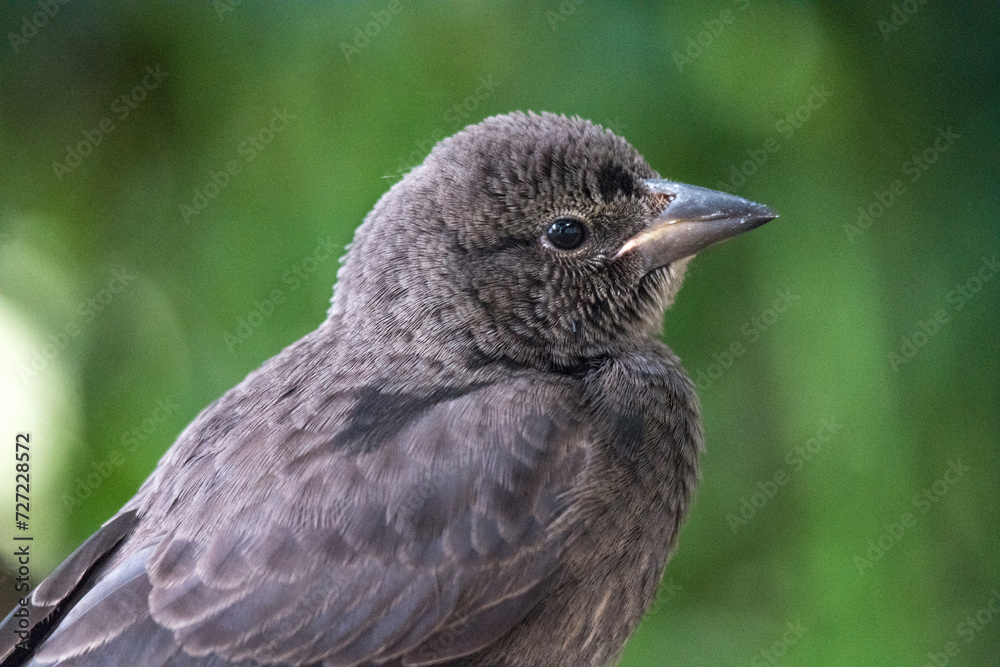 Obraz premium A visitor from the sky