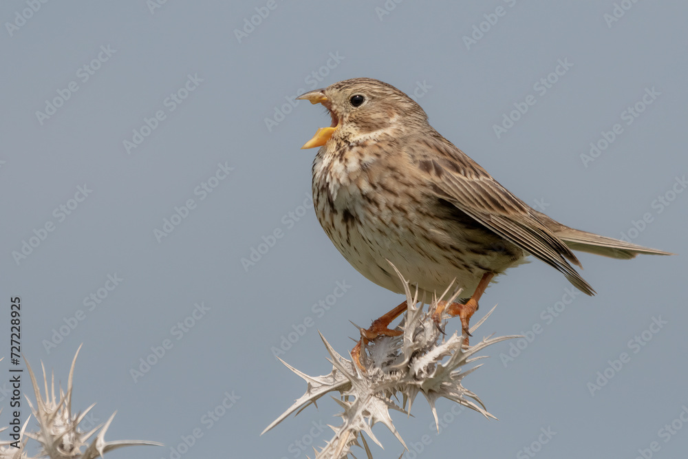 Fototapeta premium corn bunting
