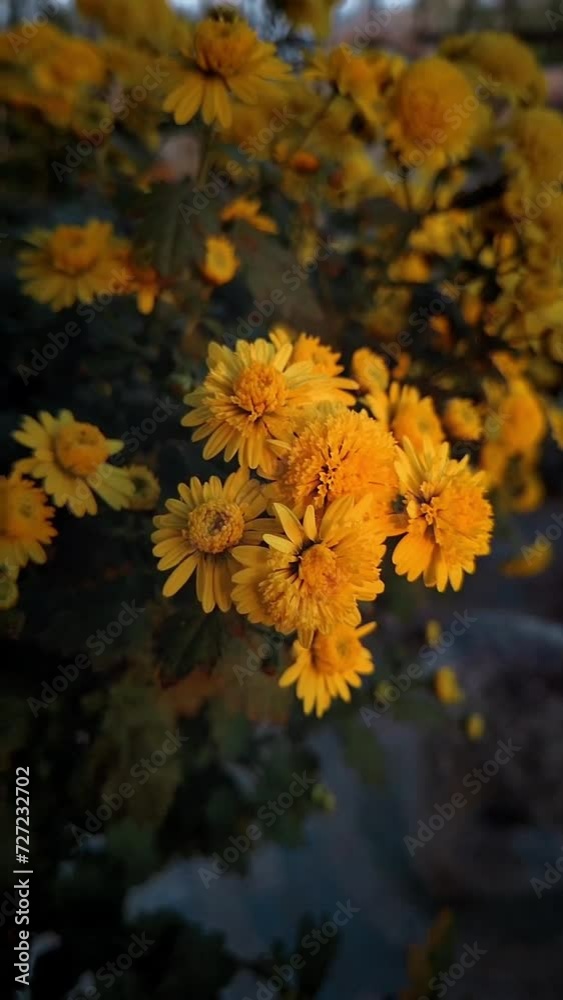 custom made wallpaper toronto digitalYellow Chrysanthemum Flowers. Slow motion video