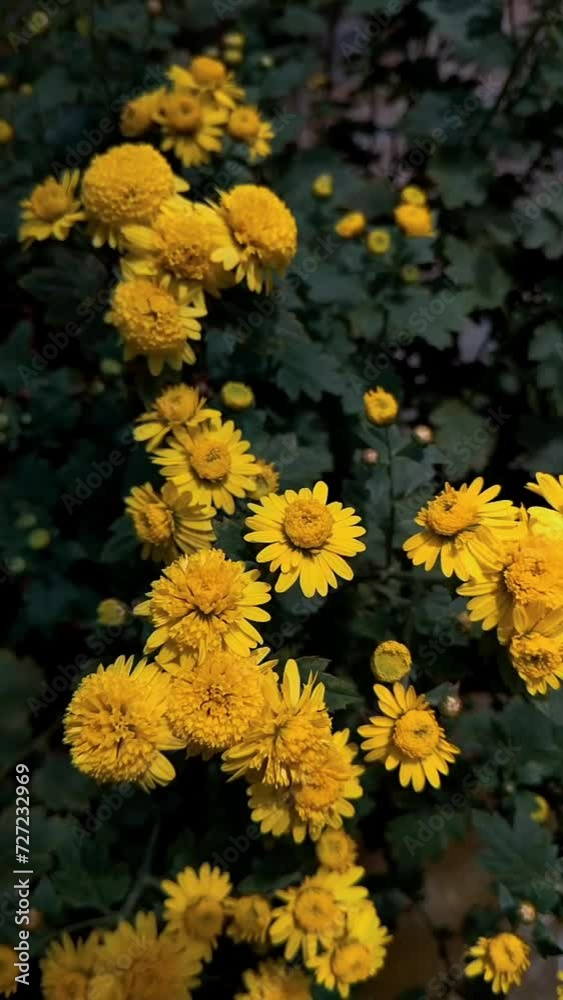 Yellow Chrysanthemum Flowers. Slow motion video Yellow Chrysanthemum Flowers. Slow motion video