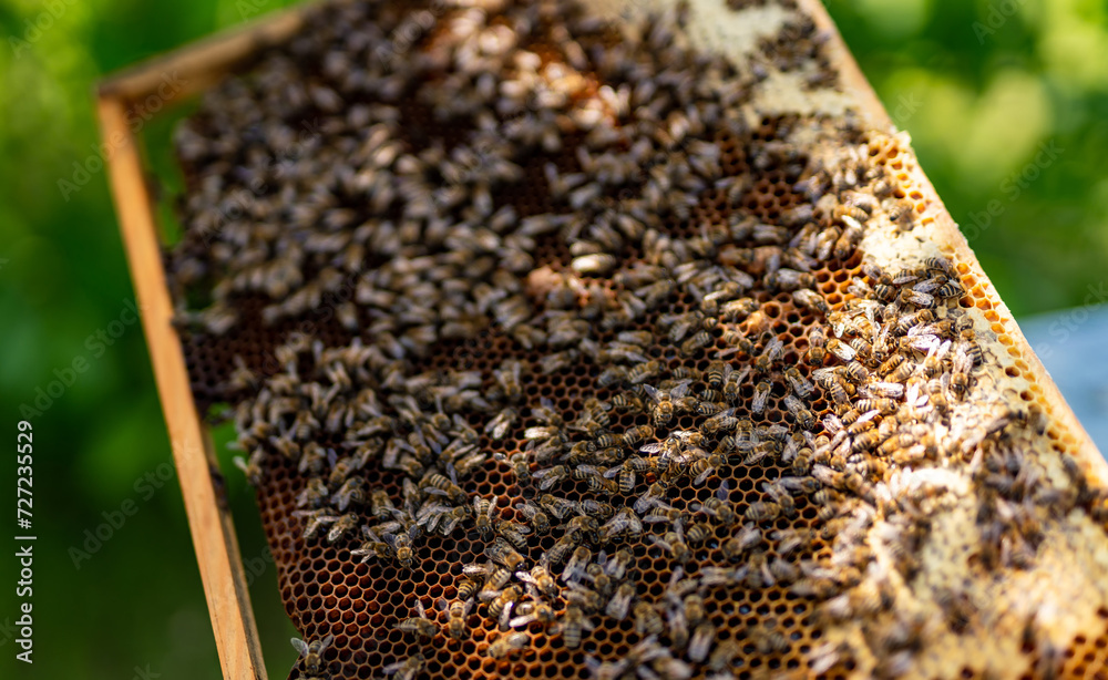 Bees swarming on honeycomb in apiary in the springtime Bees swarming on honeycomb in apiary in the springtime