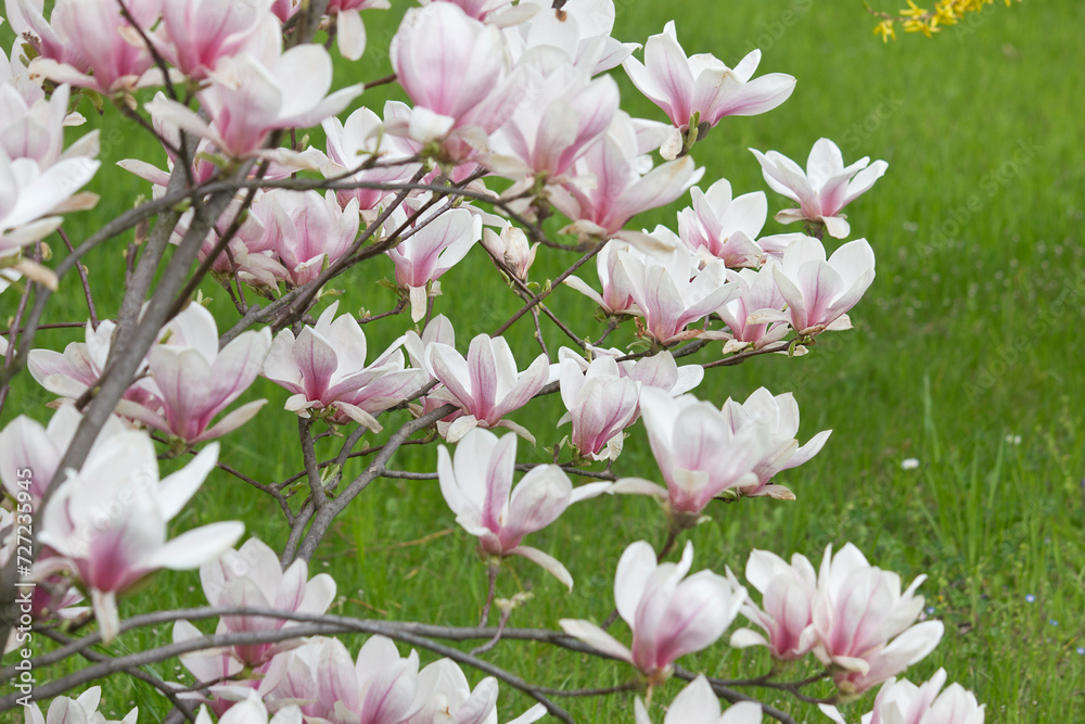 Naklejka premium flowers of a white and pink magnolia close-up on a branch against a background of grass. Sulanja magnolia in bloom