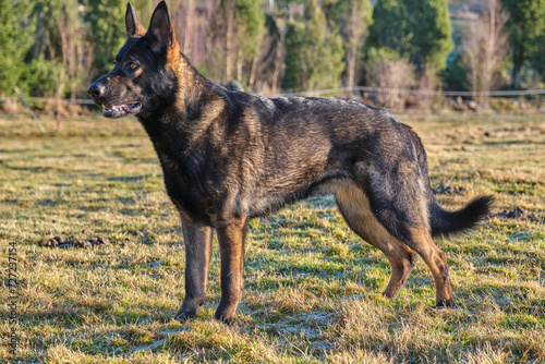 beautiful gray German Shepherd dog in a meadow in Sweden countryside