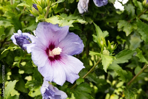 Pink Hibiscus syriacus flower plant in garden