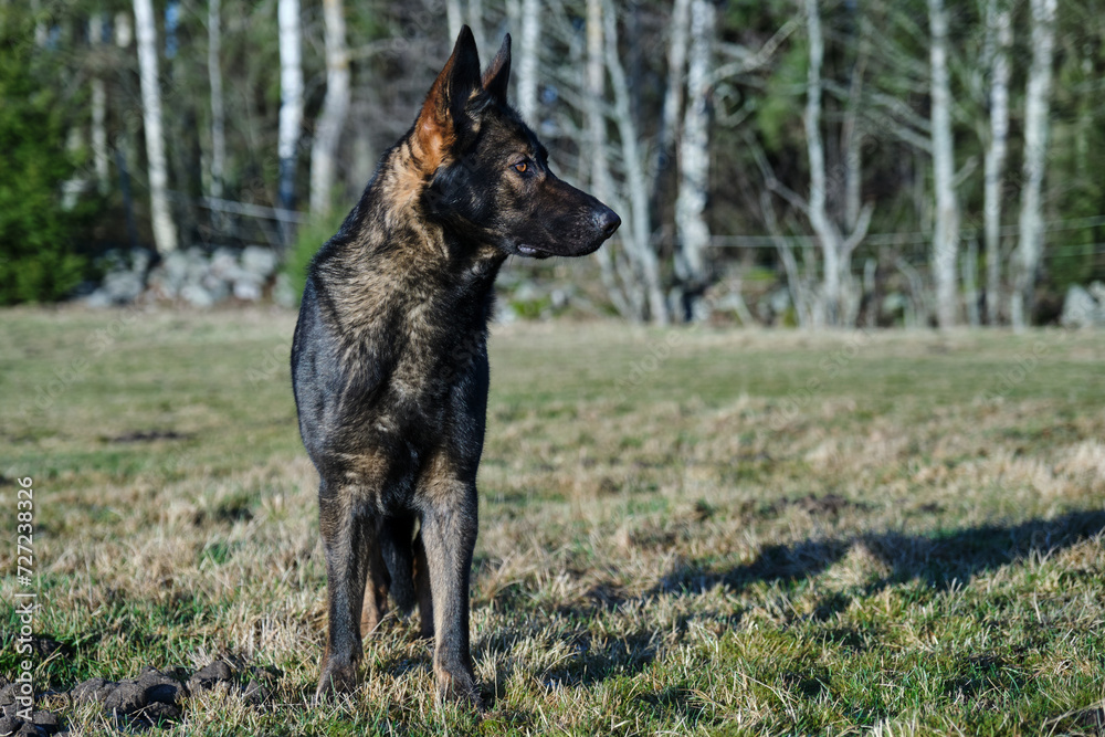 beautiful gray German Shepherd dog in a meadow in Sweden countryside beautiful gray German Shepherd dog in a meadow in Sweden countryside