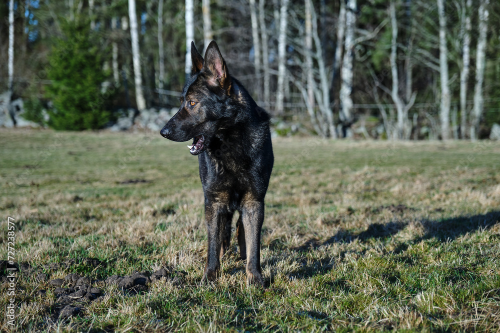 beautiful gray German Shepherd dog in a meadow in Sweden countryside