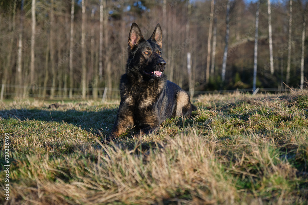 beautiful gray German Shepherd dog in a meadow in Sweden countryside beautiful gray German Shepherd dog in a meadow in Sweden countryside