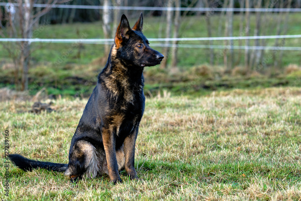 beautiful gray German Shepherd dog in a meadow in Sweden countryside beautiful gray German Shepherd dog in a meadow in Sweden countryside
