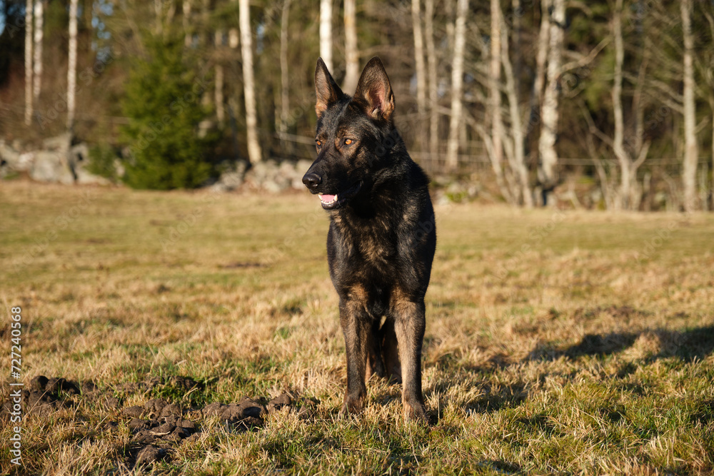 beautiful gray German Shepherd dog in a meadow in Sweden countryside