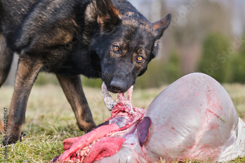 A beautiful German Shepherd dog eat lamb offal in a meadow in Bredebolet in Skaraborg in Vaestra Goetaland in Sweden photo