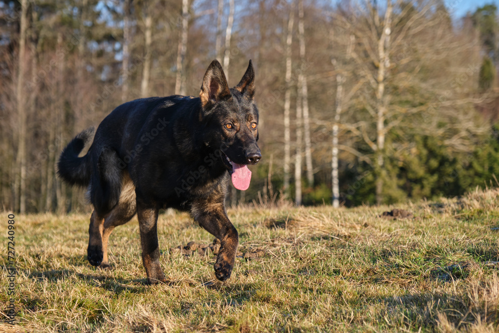 A beautiful German Shepherd dog running in a meadow in Sweden countryside A beautiful German Shepherd dog running in a meadow in Sweden countryside