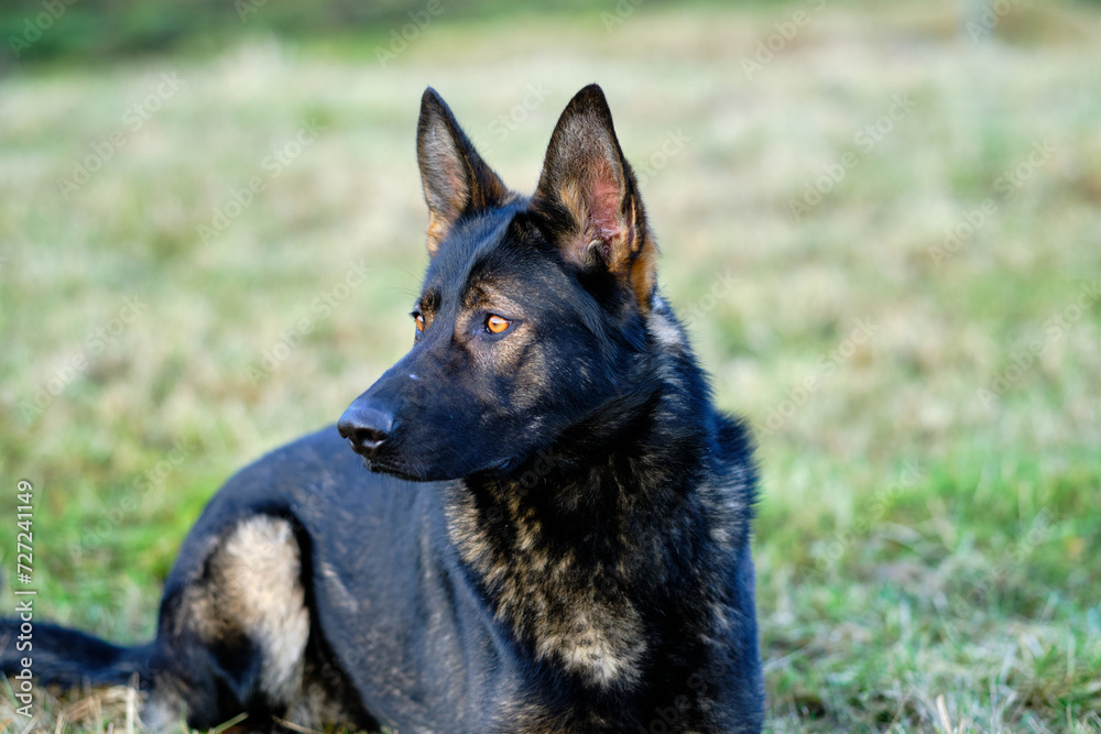 beautiful gray German Shepherd dog in a meadow in Sweden countryside beautiful gray German Shepherd dog in a meadow in Sweden countryside