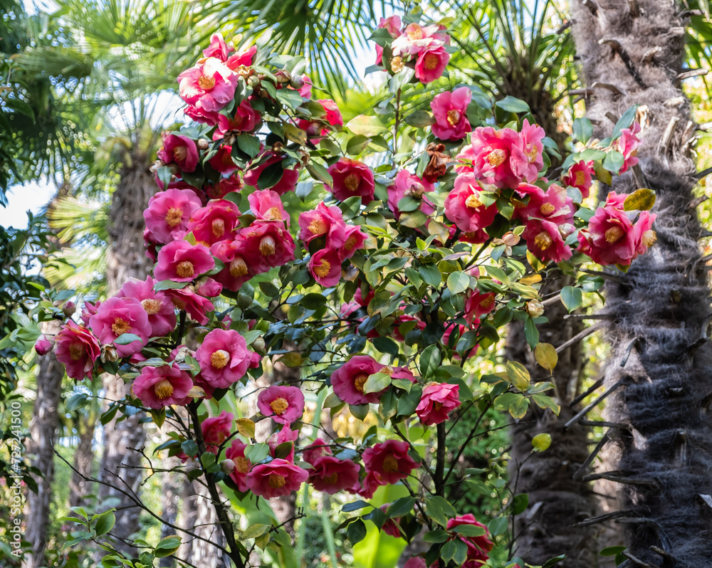 Camellia japonica R.L.Wheeler. Flowers. Spring flowering