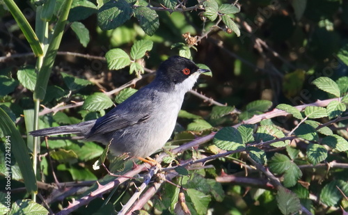 Eurasian blackcap male, Sylvia atricapilla, birds of Montenegro	 photo