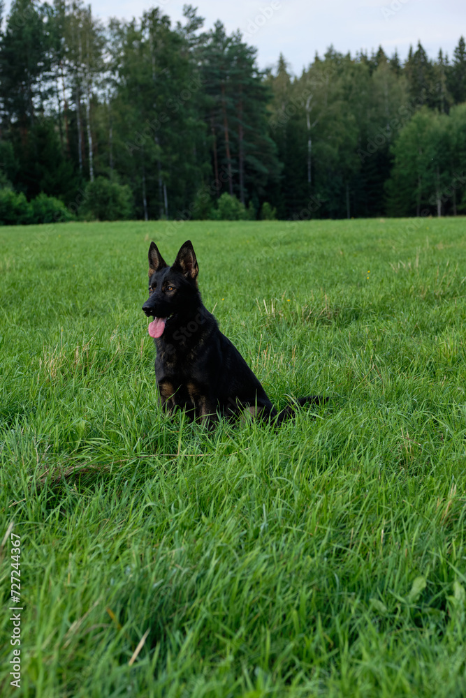 A beautiful gray German Shepherd dog is sitting in a meadow in Sweden countryside