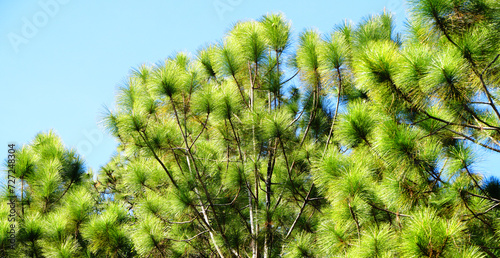Pine Tree Forest Green Nature and Sky blue background - Shooting from at Phu Kradueng National Park Loei Thailand 