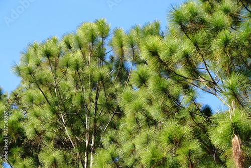 Pine Tree Forest Green Nature and Sky blue background - Shooting from at Phu Kradueng National Park Loei Thailand 