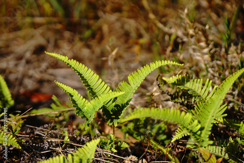 Fern leaves Green Nature and blurred background - Selective Focus on Fern Leaves - Shooting from at Phu Kradueng National Park Loei Thailand 