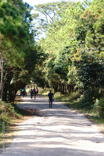 Wallpaper Mural Trekker walking on Phu Kradueng National Park with Pine Tree Forest Green Nature and Sky blue background - Shooting from at  Loei Thailand  Torontodigital.ca