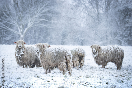  sheep in the snow  photo