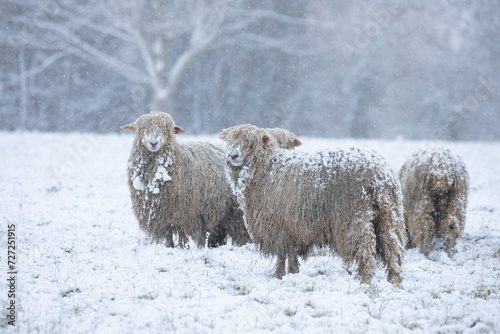  sheep in the snow  photo