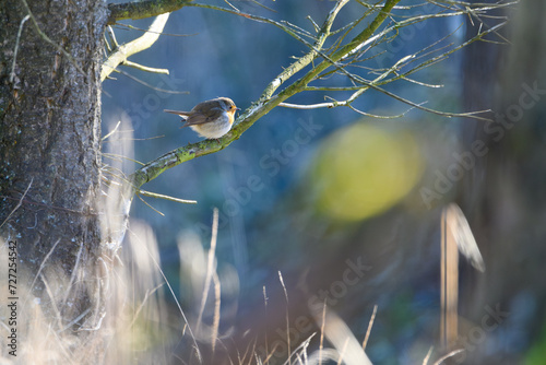 European Robin (Erithacus rubecula). Bird on a branch