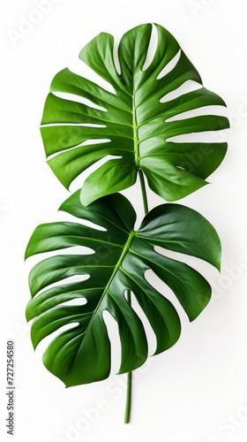 Stock image of a lush Monstera Deliciosa on a white background, large leaves, and vibrant green color Generative AI