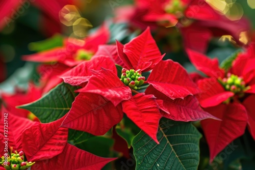 Vibrant Closeup: Red Poinsettia Flowers for Seasonal Christmas Decor and Holiday Background