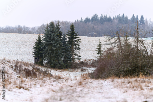 Winter forest in the snow